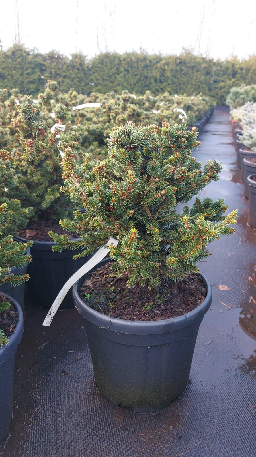 Ель канадская Ци'с Уандер